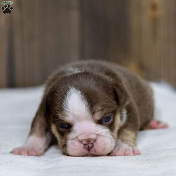 Marina Mocha, English Bulldog Puppy